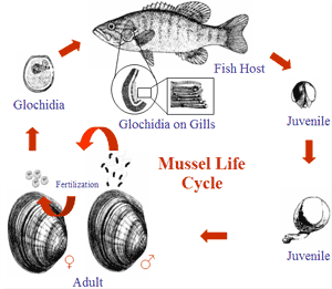 mussel-life-cycle